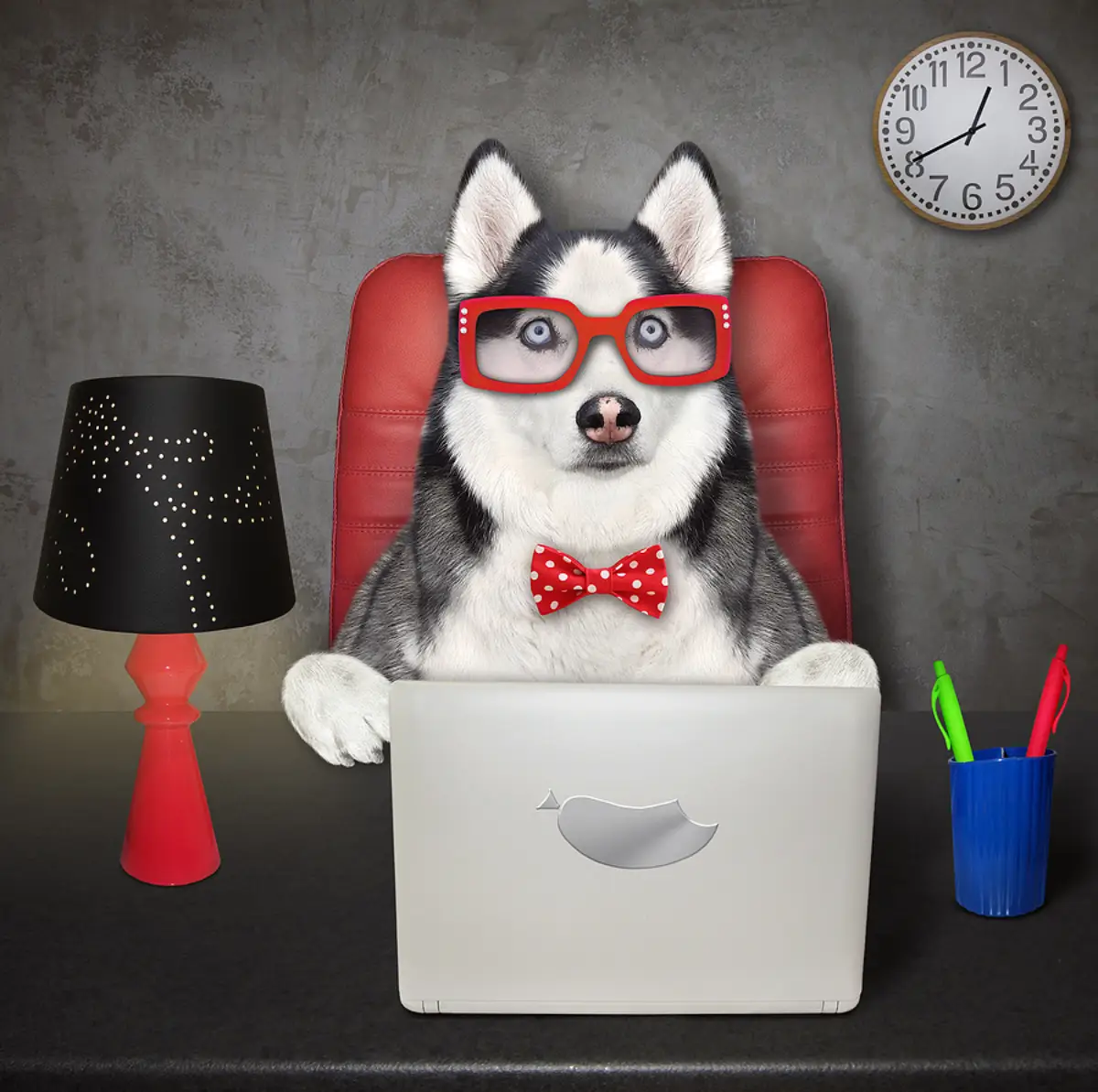 Pet Policies That Work: How Murray Landlords Can Welcome Pets Without Sacrificing Property Value